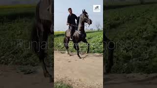 @Punjab_nasal_horses99 #attitude #horse #dance #viralvideo #trending #india