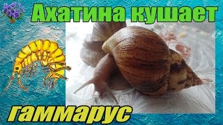 Африканская улитка ахатина   (Achatina immaculata - Ахатина Иммакулята) кушает гамарус