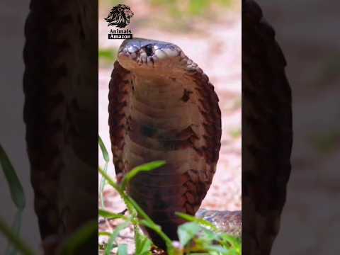 Are sea snakes more venomous than land snakes?