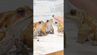 カエルと餌で遊んでみた Cute and funny toad video