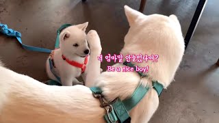 Eng)진돗개와 입양간 새끼 백구가 재회하면 생기는 일💛 서로를 알아봤을까? l Jindodog and Puppy’s re-unionㅣ 임보일기 그 후