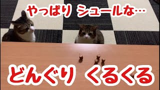 【どんぐり続編】はじめて「どんぐりくるくる」を見たときの猫の反応！ vol.24