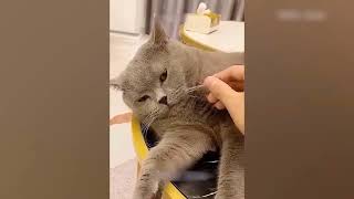 Funny animal videos,🤣latest, funny animal video 2023,funny videos animals cats and dogs😂, funny pets