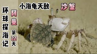 《环球探海记》阿曼 第22天：专吃小海龟的沙蟹，今天被我做成黑暗料理啦 ！#海鲜美食#环球赶海美食#阿曼自由行