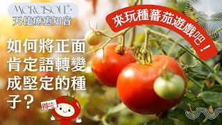 【廣東話/中文字幕】如何將正面肯定語轉變成堅定的種子，來玩種蕃茄遊戲吧！｜身心靈｜英國天使靈氣｜心理種子