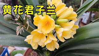 你的君子蘭不開花？告訴你個“竅門”，年年開花，一年開多次！ 【養花匠小齊】