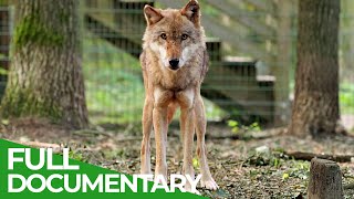 Dogs - How the Wolf became Man's Best Friend | Free Documentary Nature