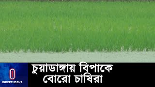 কৃষকদের সেচের পানি না পাওয়ার অভিযোগ ll Chuadanga ll Borodhan