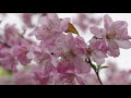 cherry blossoms 2021 17 jobon rendaiji temple