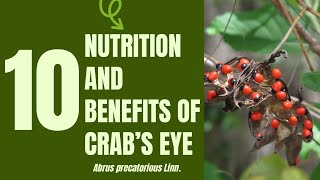 10 Medical Uses and Health Benefits of Crab's Eye (Abrus precatorius Linn.)