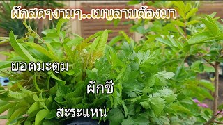 ผักสดหลังบ้านอาหารชั้นดี‼เก็บผักชี,สะระแหน่,ยอดมะตูม ไปกินกับลาบหมู organic home\u0026garden|คนไทยไกลบ้าน