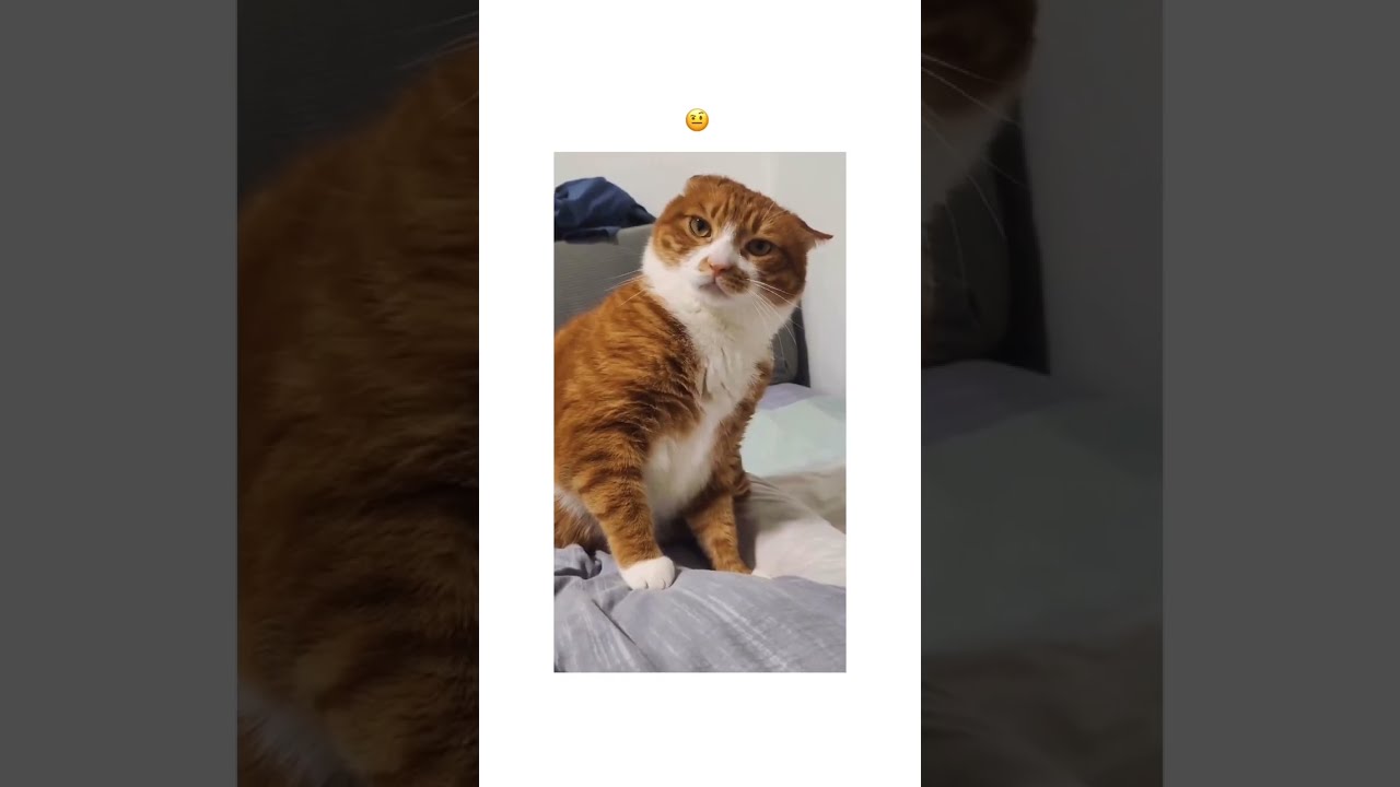So Sassy Via Insta Mr Deng Yu Ting Shorts Gingercat Orangecats Catsoftiktok Catlover So Sassy Via Insta Mr Deng Yu Ting Shorts Gingercat Orangecats Catsoftiktok Catlover