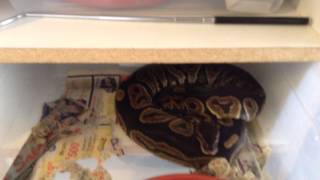 Ball Python Collection Update (March 2015)