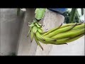 DRAGON FRUIT | GHOSH GARDEN TREE