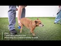 Chihuahua Mix is Paralyzed in the Back Legs || IVDD Recovery