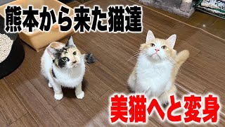 熊本からやってきた猫達がみるみる美猫に変化していきます【Rescued cats】