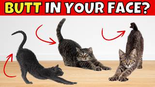 4 Reasons Why Cats Put Their Butt In Your Face