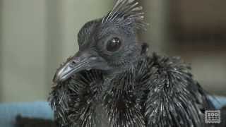 Victoria Crowned Pigeon Chick Feeding