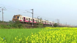 New pink ICF Indian local train run between mustard flower garden