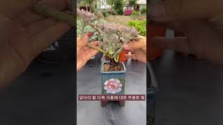 알아야 할 다육 식물에 대한 유용한 팁 | 多肉植物| 다육이들 | Suculentas