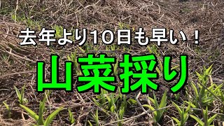 ３月【山菜採り】もう出てる！2023年3月5日富山