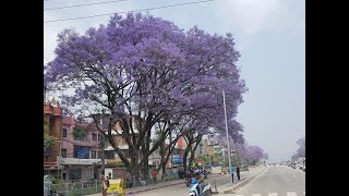 Roadside Plantation in Kathmandu