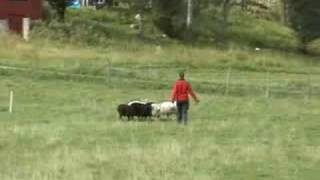 Emenem´s Keep herding 080921