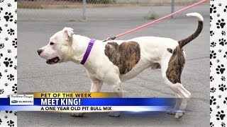 Pet of the Week: Meet King!