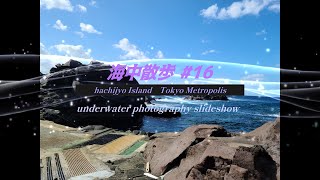 【スライドショー】海中散歩 #16  東京都　八丈島