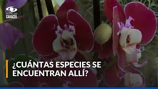 Mariposas y orquídeas, atractivo principal de especial lugar en Boyacá