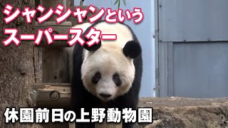 2022/1/10 証明された「シャンシャン」というスーパースター　休園前日の180分待ち　Giant Panda Xiang Xiang