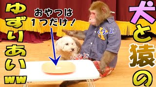 仲良しの犬と猿におやつを1つだけあげてみたら気まずそうだったww