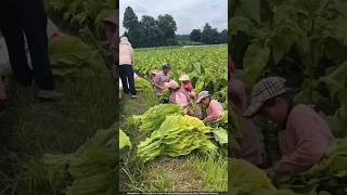 तंबाकू की खेती 😯 | Tabacco Farming