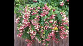 Super Ornamental flowering plant Rangoon Creeper - care and blooming tips - easy to grow