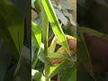 నా నాటు మొక్కజొన్న కథ॥everything about corn grown in balcony garden॥ garden viral trending