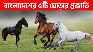 বাংলাদেশের ৫টি ঘোড়ার প্রজাতি || Bangladeshi horse breed