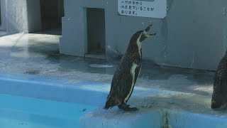 両手をパタパタと振って尾っぽをプルプルと振るフンボルトペンギンさん達♪♬【野毛山動物園】