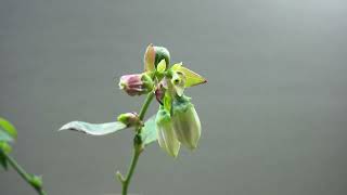 ブルーベリーの開花（花の開花#762) / Flowering blueberry (Timelapse)