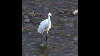 コサギ調布地区ショート 2024 08 18 #コサギ #野鳥 #birds #wildlife #nature #自然観察ぶらり散歩