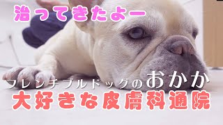 おかか 大好きな先生に会いに行く【フレンチブルドッグのおかか】085