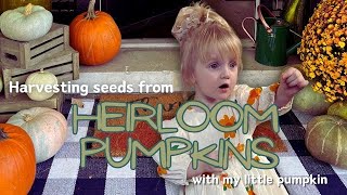 Harvesting Heirloom Pumpkin Seeds for Planting!