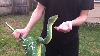 Mayamara - Northern Emerald Tree Boa handling (Corallus Caninus)