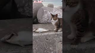 猫に釣った魚を上げて見た結果は？I gave the cat the fish I caught#Shorts#YouTubeショート