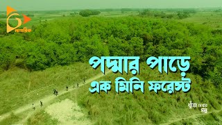 পদ্মা পাড়ে মিনি ফরেস্ট | Padma Forest | Day Long Trip Near Dhaka | Manikganj District | Nagorik TV