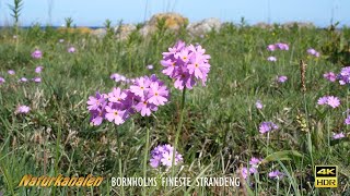 Naturkanalen 76 - Bornholms fineste strandeng