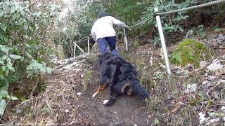 愛犬と娘と登る発端丈山　2012年