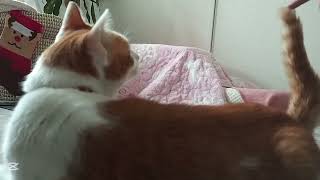 １分ぐらいの動画😸No175😸Video of about 1 minute   お願いを聞き入れてくれません　#cat #catlover #cute