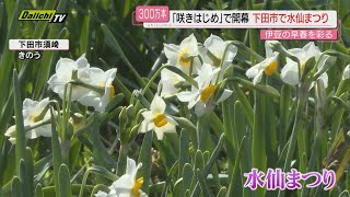 「いまは咲きはじめ」下田で早春の伊豆を彩る水仙まつり　20日に開幕