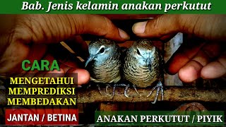 Cara mengetahui Jantan Betina Anakan Perkutut atau Piyik @perkututklangenanchannel7514