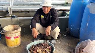 Cara Membuat Fermentasi Humus Bambu Penyubur Tanah